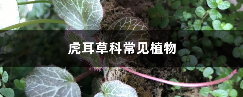 虎耳草科常见植物,虎儿草科又叫什么 虎耳草科常见植物,虎儿草科又叫什么