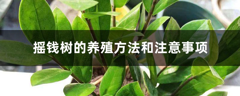 摇钱树的养殖方法和注意事项,摇钱树图片 摇钱树的养殖方法和注意事项,摇钱树图片