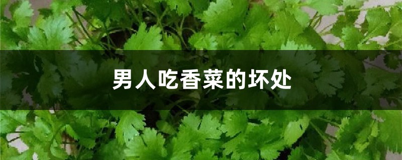 男人吃香菜好吗,男人吃香菜的坏处 男人吃香菜好吗,男人吃香菜的坏处