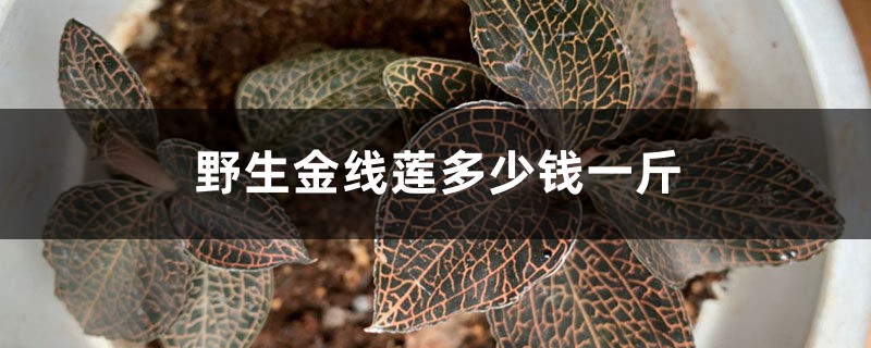 野生金线莲多少钱一斤,金线莲种子多少钱一斤 野生金线莲多少钱一斤,金线莲种子多少钱一斤