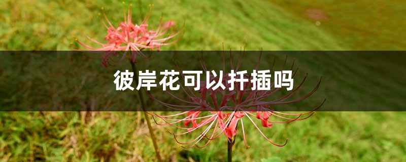 彼岸花可以扦插吗,彼岸花是怎么繁殖的 彼岸花可以扦插吗,彼岸花是怎么繁殖的