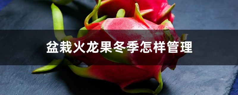 盆栽火龙果冬季怎样管理,怕冻吗 盆栽火龙果冬季怎样管理,怕冻吗
