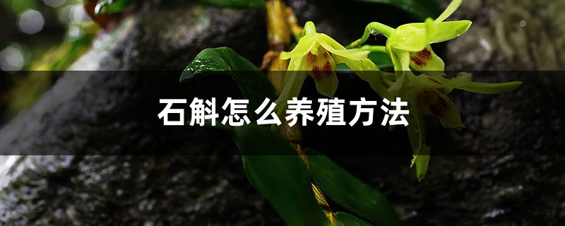 石斛怎么养殖方法,能在室外过冬吗 石斛怎么养殖方法,能在室外过冬吗
