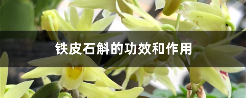 铁皮石斛的功效和作用,铁皮石斛可以在家种吗 铁皮石斛的功效和作用,铁皮石斛可以在家种吗