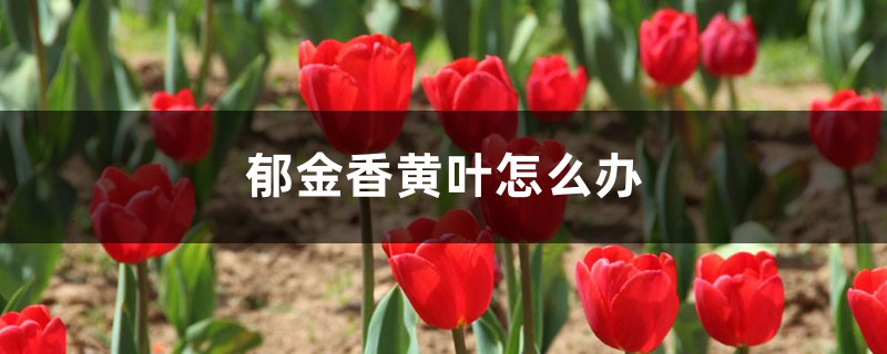 郁金香黄叶怎么办,郁金香叶子发黄怎么办 郁金香黄叶怎么办,郁金香叶子发黄怎么办