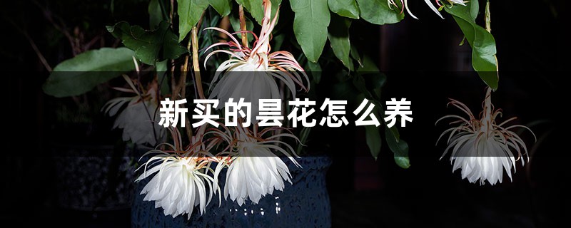 新买的昙花怎么养 新买的昙花怎么养