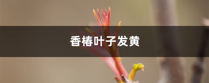 香椿黄叶的原因和处理办法 香椿黄叶的原因和处理办法