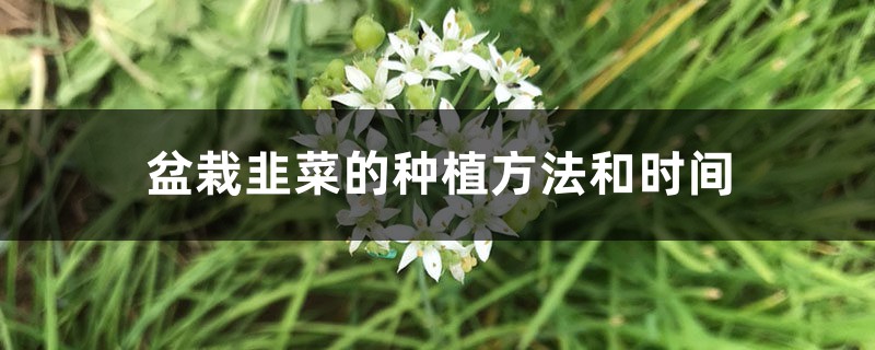 盆栽韭菜的种植方法和时间,是不是每年换一次土 盆栽韭菜的种植方法和时间,是不是每年换一次土