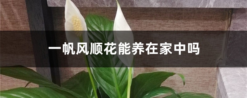 一帆风顺花能养在家中吗,在家中如何养护 一帆风顺花能养在家中吗,在家中如何养护