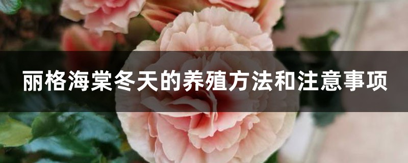 丽格海棠冬天的养殖方法和注意事项 丽格海棠冬天的养殖方法和注意事项