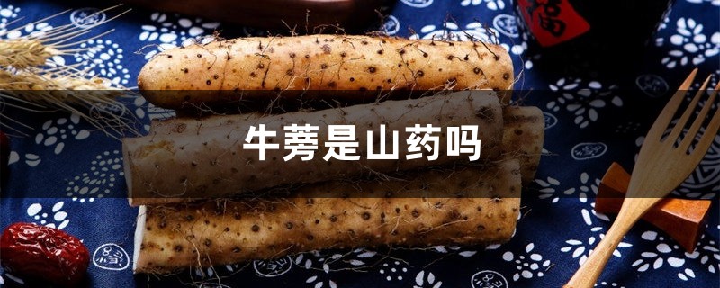 牛蒡是山药吗,和山药一样的吃法吗 牛蒡是山药吗,和山药一样的吃法吗