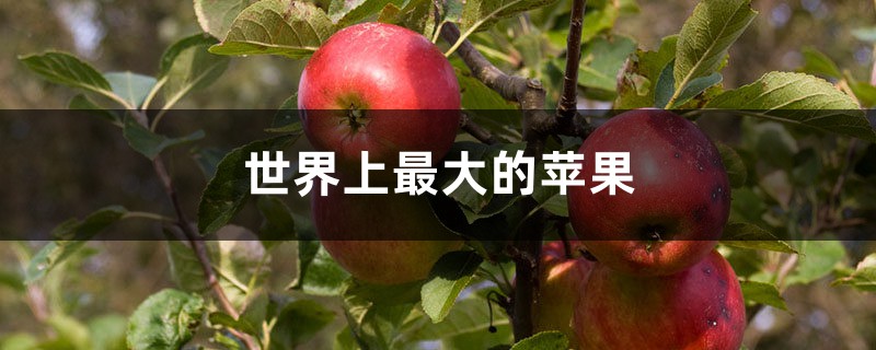 世界上最大的苹果有多大,在哪里 世界上最大的苹果有多大,在哪里