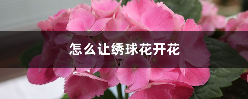 怎么让绣球花开花,开花后怎么处理 怎么让绣球花开花,开花后怎么处理