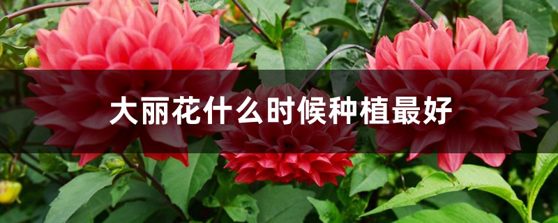 大丽花什么时候种植最好,怎么种植 大丽花什么时候种植最好,怎么种植