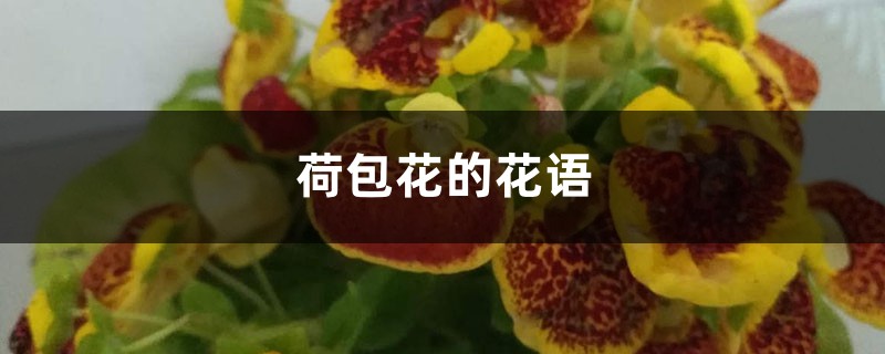 荷包花的花语和寓意,有什么传说故事 荷包花的花语和寓意,有什么传说故事