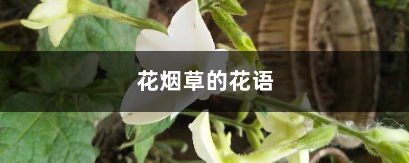 花烟草的花语和寓意,有什么传说故事 花烟草的花语和寓意,有什么传说故事