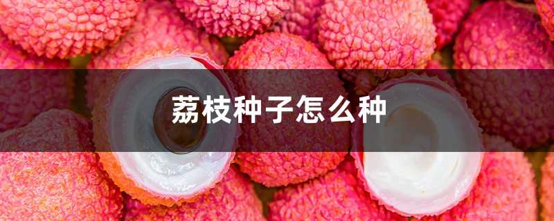 荔枝种子怎么种,盆栽能结果吗 荔枝种子怎么种,盆栽能结果吗