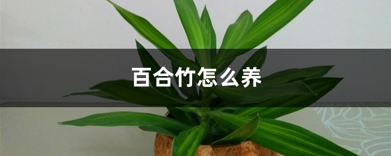百合竹怎么养,百合竹图片 百合竹怎么养,百合竹图片