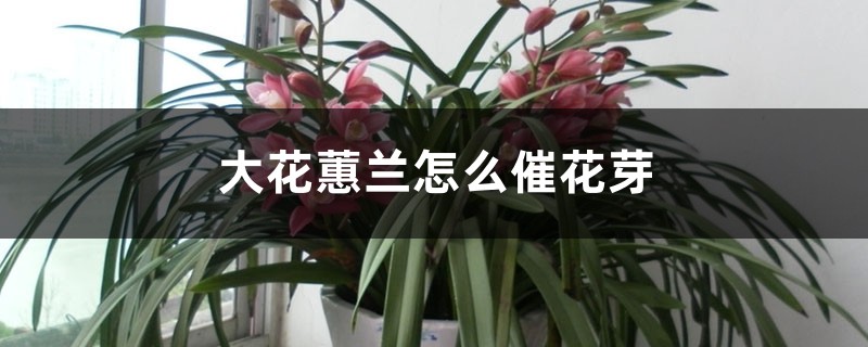 大花蕙兰怎么催花芽,花芽生长速度 大花蕙兰怎么催花芽,花芽生长速度