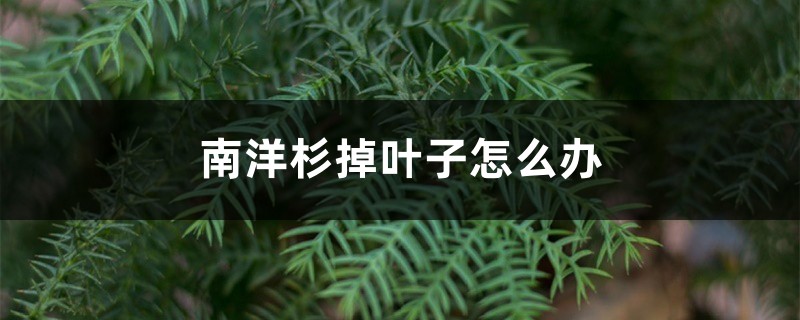 南洋杉掉叶子怎么办,黄叶怎么办 南洋杉掉叶子怎么办,黄叶怎么办