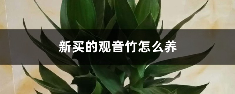 新买的观音竹怎么养 新买的观音竹怎么养