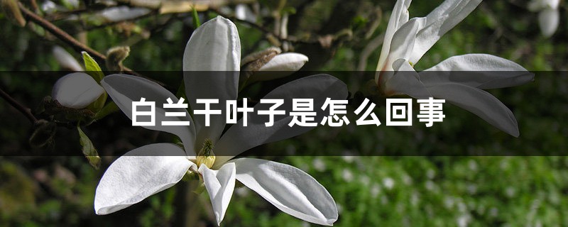 白兰干叶子是怎么回事 白兰干叶子是怎么回事