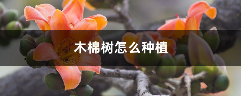 木棉树怎么种植,种子可以种植吗 木棉树怎么种植,种子可以种植吗