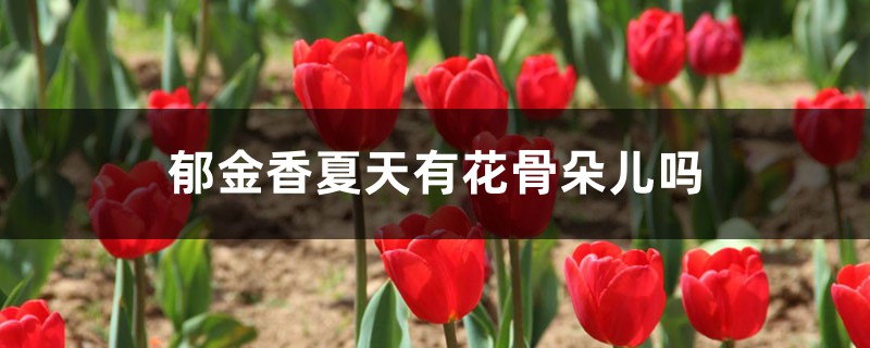 郁金香夏天有花骨朵儿吗,夏天怎么养 郁金香夏天有花骨朵儿吗,夏天怎么养