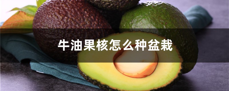 牛油果核怎么种盆栽 牛油果核怎么种盆栽