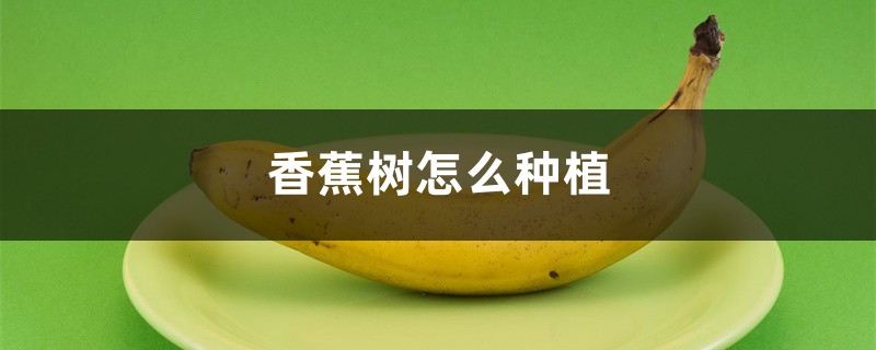 香蕉树怎么种植 香蕉树怎么种植