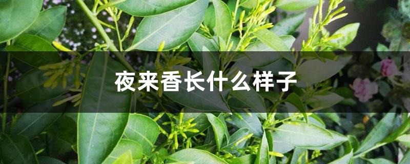 夜来香长什么样子 夜来香长什么样子