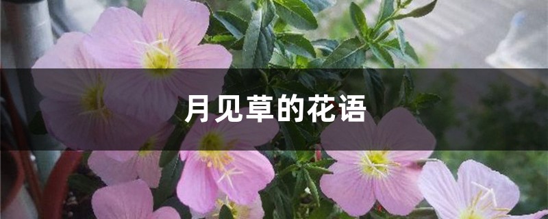 月见草的花语 月见草的花语