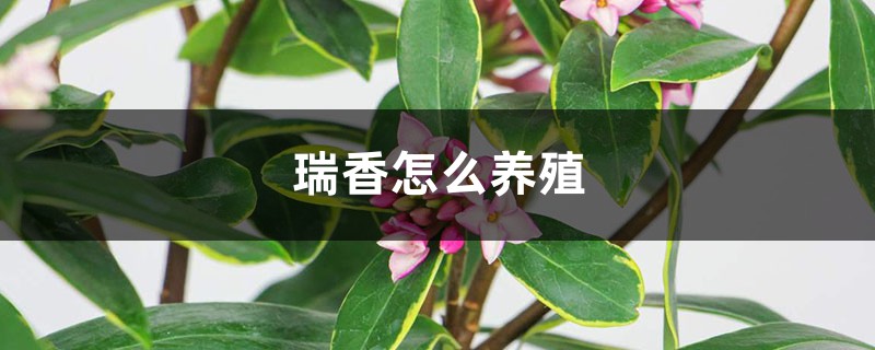 瑞香怎么养殖 瑞香怎么养殖