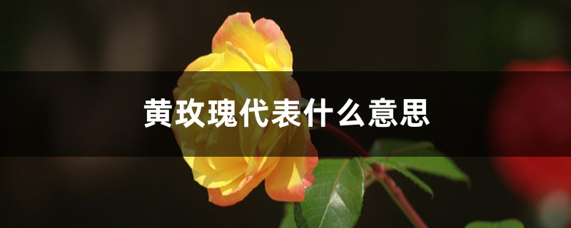 黄玫瑰代表什么意思 黄玫瑰代表什么意思