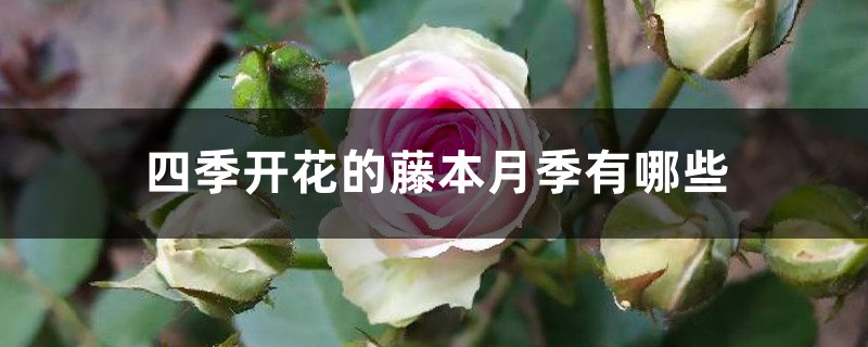 四季开花的藤本月季有哪些 四季开花的藤本月季有哪些