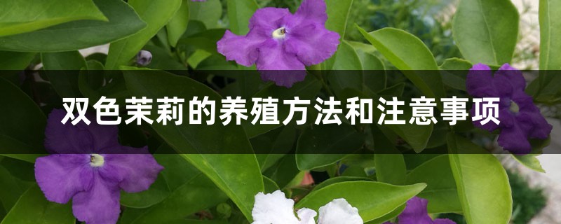 双色茉莉的养殖方法和注意事项 双色茉莉的养殖方法和注意事项
