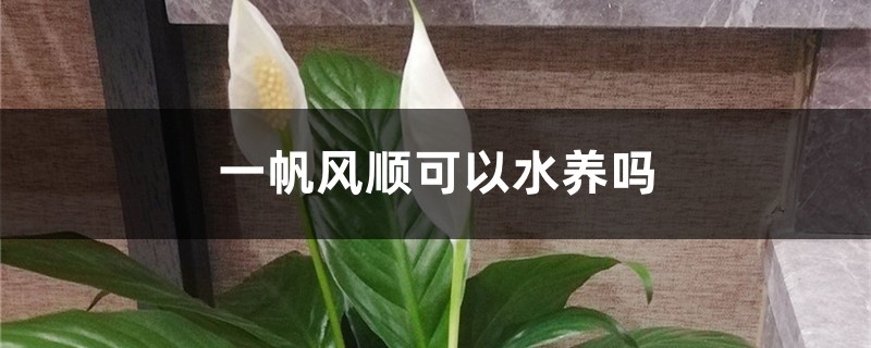 一帆风顺可以水养吗,水培放些什么,多少水合适? 一帆风顺可以水养吗,水培放些什么,多少水合适?