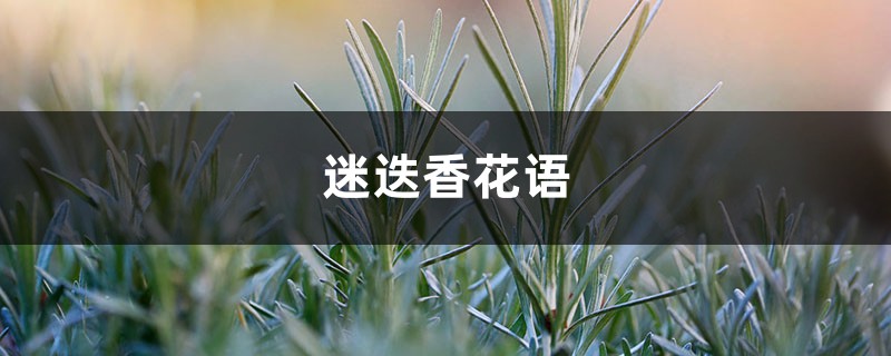 迷迭香在中国叫什么,花语是什么呢? 迷迭香在中国叫什么,花语是什么呢?