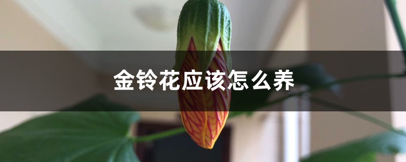 金铃花应该怎么养 金铃花应该怎么养
