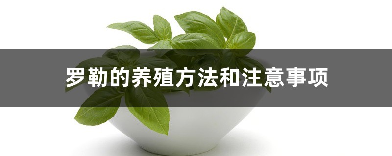 罗勒的养殖方法和注意事项