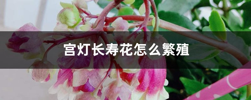 宫灯长寿花怎么繁殖 宫灯长寿花怎么繁殖