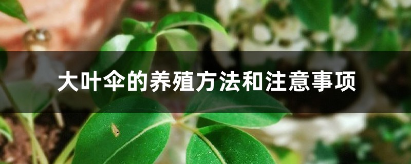 大叶伞的养殖方法和注意事项 大叶伞的养殖方法和注意事项