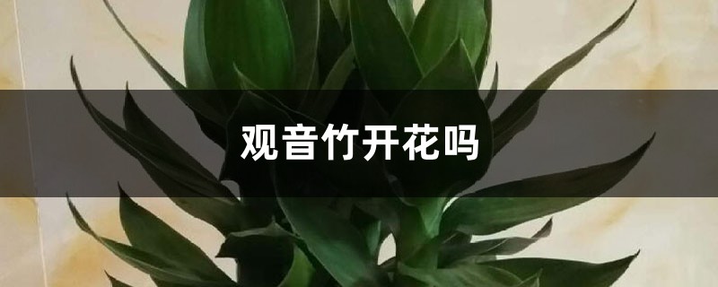 观音竹开花吗