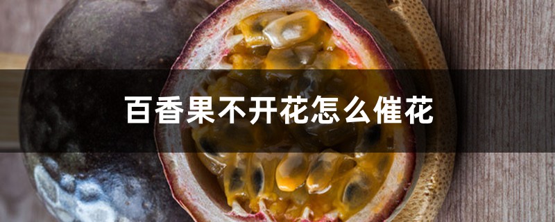 百香果不开花怎么催花 百香果不开花怎么催花