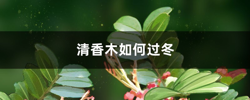 清香木如何过冬 清香木如何过冬