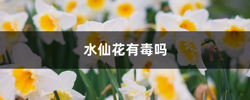 水仙花有毒吗 水仙花有毒吗