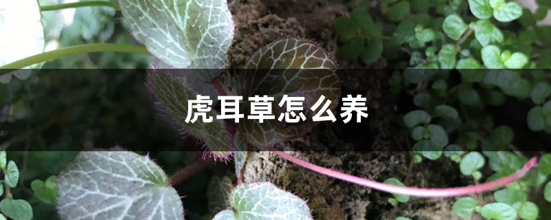 虎耳草怎么养 虎耳草怎么养