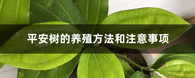平安树的养殖方法和注意事项 平安树的养殖方法和注意事项