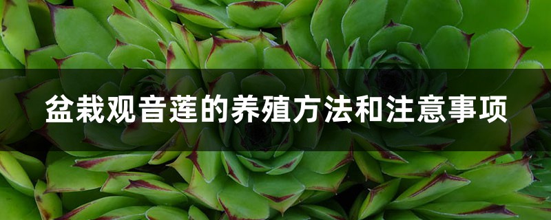 盆栽观音莲的养殖方法和注意事项 盆栽观音莲的养殖方法和注意事项