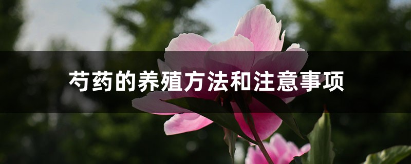 芍药的养殖方法和注意事项 芍药的养殖方法和注意事项